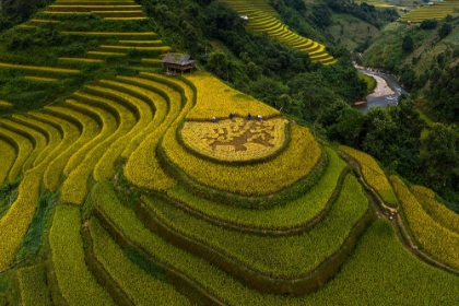 Picture of MU CANG CHAI - VIETNAM