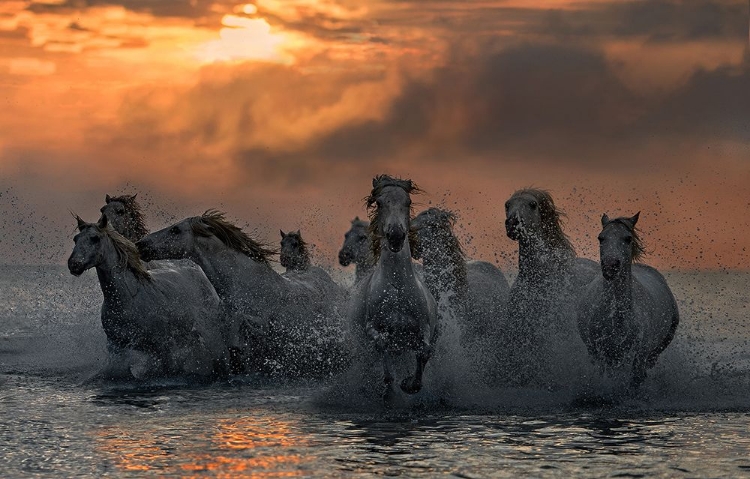 Picture of HORSES RUNNING THROUGH THE MARSH