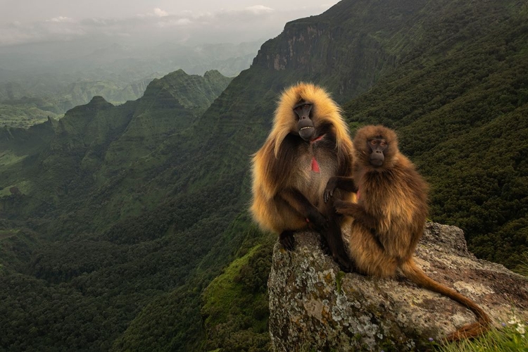 Picture of GELADA BABOONS