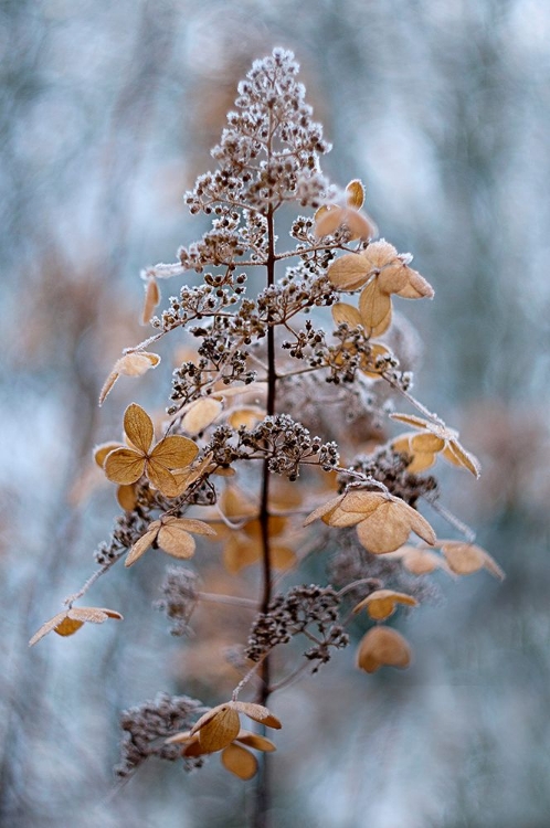 Picture of WINTER LACE