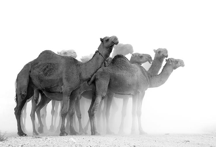 Picture of CAMELS