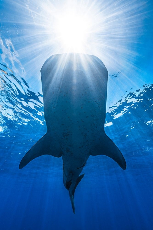 Picture of WHALE SHARK AND SUN