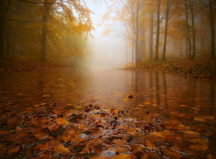 Picture of AUTUMN FLOODING