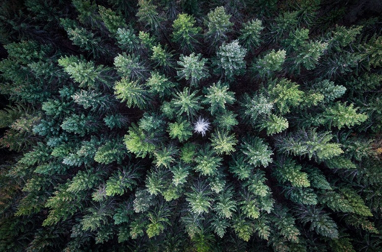 Picture of DEAD TREE SURROUNDED BY ALIVE TREES