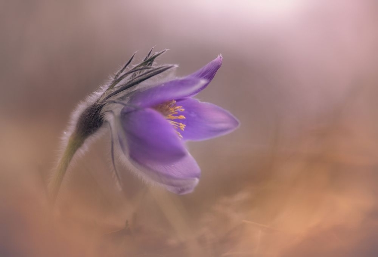 Picture of PULSATILLA VULGARIS