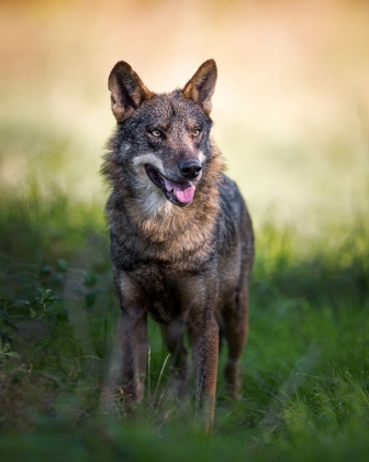 Picture of CANIS LUPUS SIGNATUS