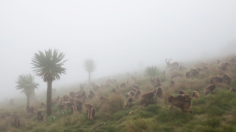 Picture of WALIA IBEX INTO A GELADA TROOP