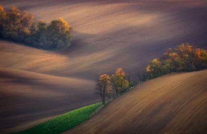 Picture of FIELDS OF SOUTH MORAVIA