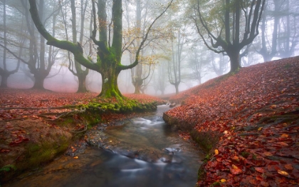 Picture of MISTY MORNING IN OTZARRETA