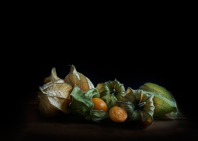 Picture of PHYSALIS