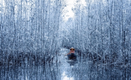 Picture of MELALEUCA FOREST IN WINTER