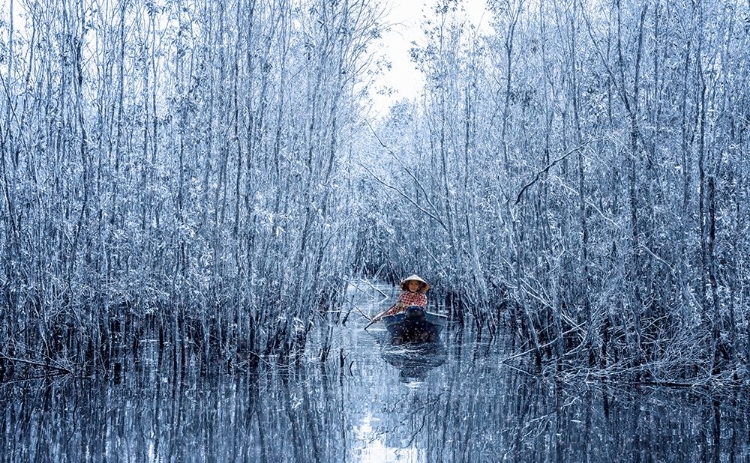 Picture of MELALEUCA FOREST IN WINTER