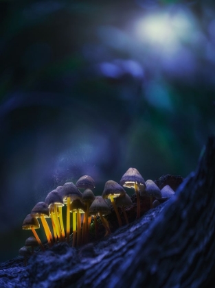 Picture of GLOWING MUSHROOMS