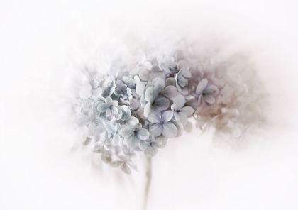 Picture of HYDRANGEA