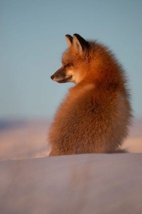 Picture of RED FOX