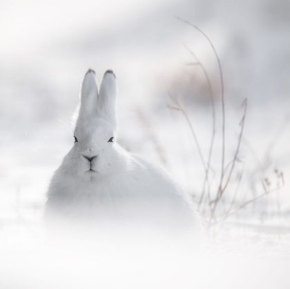 Picture of WILD ARCTIC RABBIT