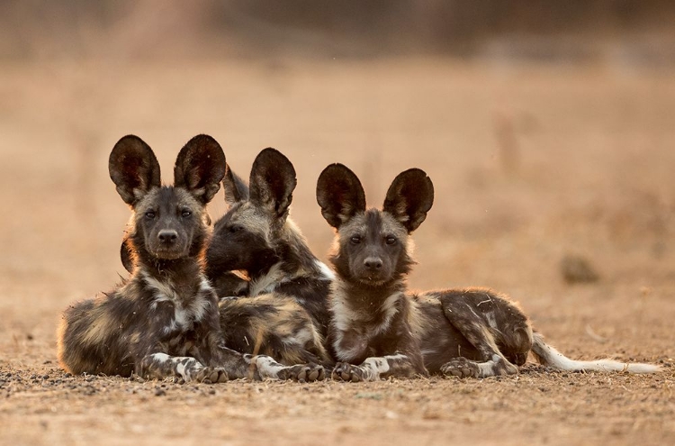 Picture of WILD BUNCH