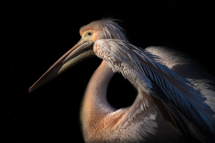 Picture of THE PELICAN PHILOSOPHER...