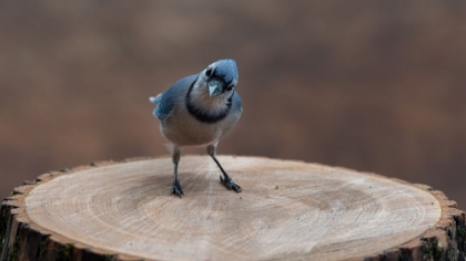 Picture of BLUE JAY : MY REGARDS