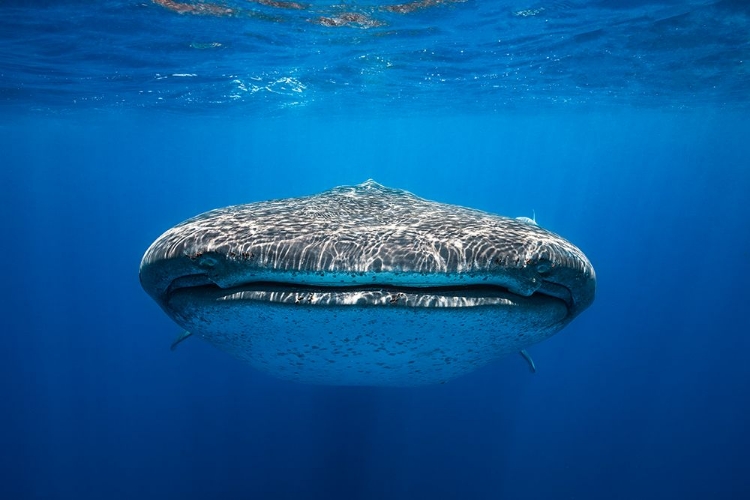 Picture of FACE TO FACE WITH A WHALE SHARK