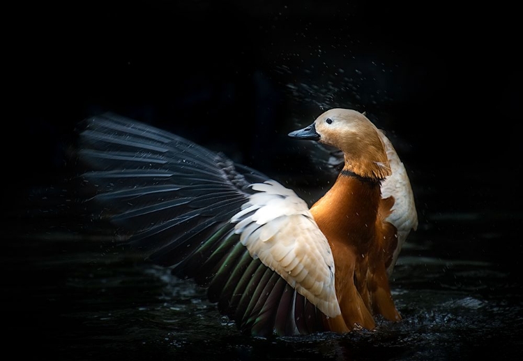 Picture of RUDDY SHELDUCK