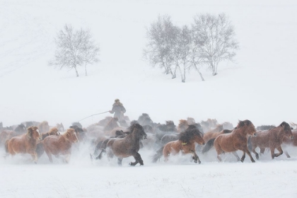 Picture of WINTER PASTURE