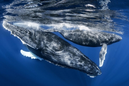 Picture of HUMPHBACK WHALE AND CALF