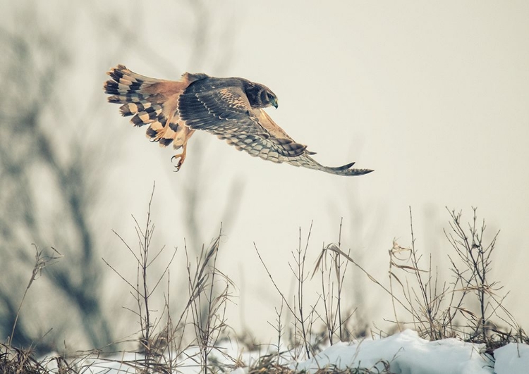 Picture of HEN HARRIER HUNTING IN WINTER