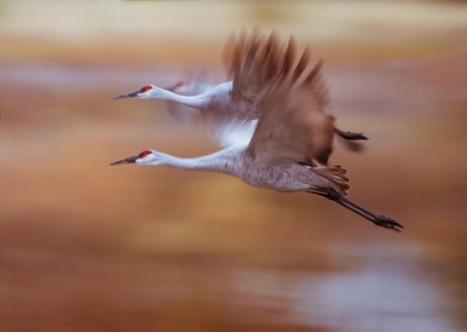 Picture of MORNING FLYING OUT