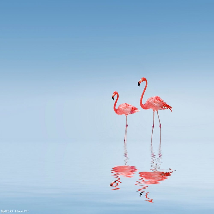 Picture of FLAMINGO