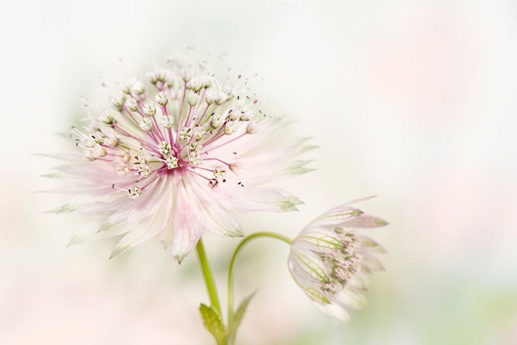 Picture of ASTRANTIA