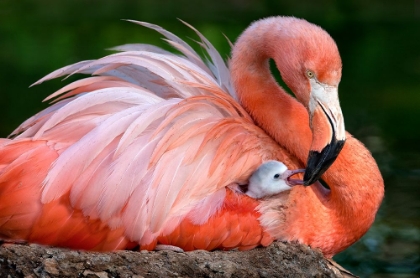 Picture of FLAMINGO MOM WITH HER CHICK