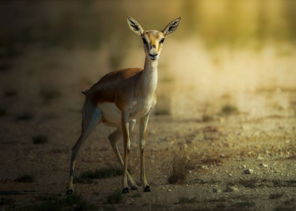 Picture of PERSIAN GAZELLE!