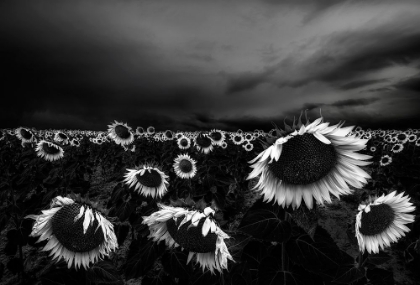 Picture of SUNFLOWERS