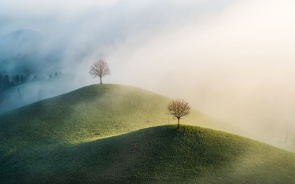 Picture of TREES ON THE HILL