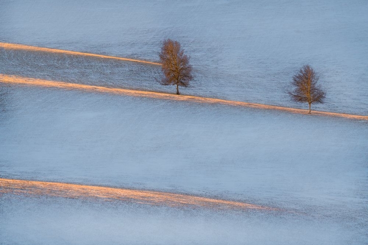 Picture of LIGHT TRACES