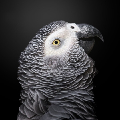 Picture of THE COLORFUL GREY