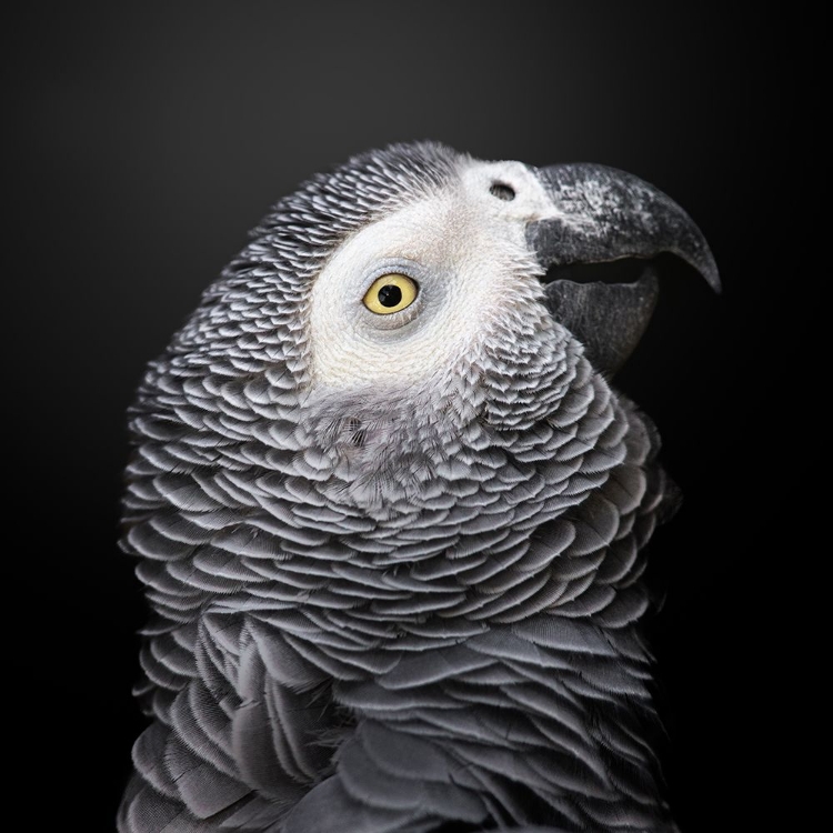 Picture of THE COLORFUL GREY