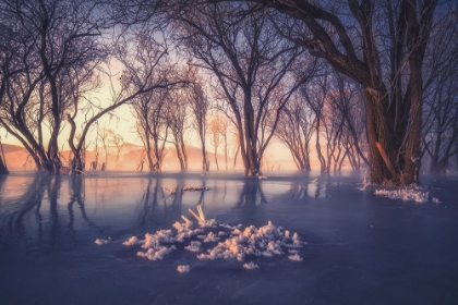 Picture of ICE AND SNOW FOREST