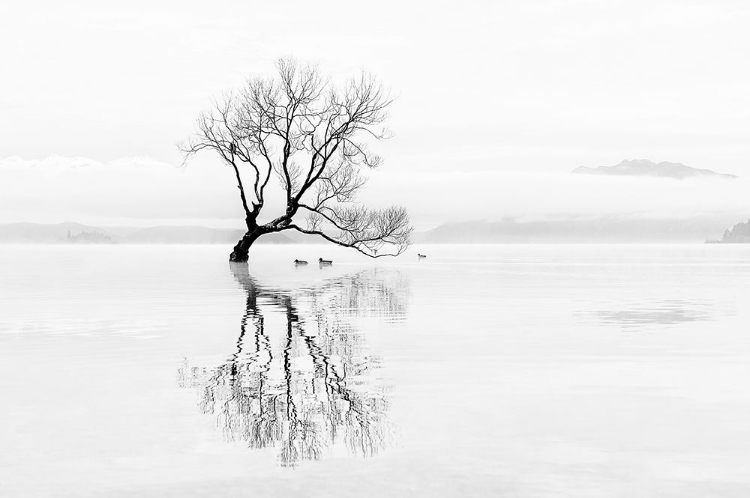 Picture of TREE AND DUCKS