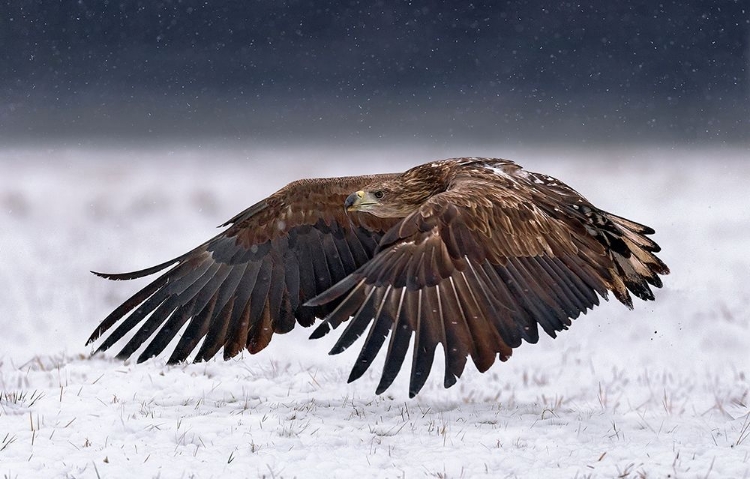 Picture of WHITE-TAILED EAGLE TAKE OFF