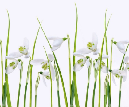 Picture of SNOWDROPS