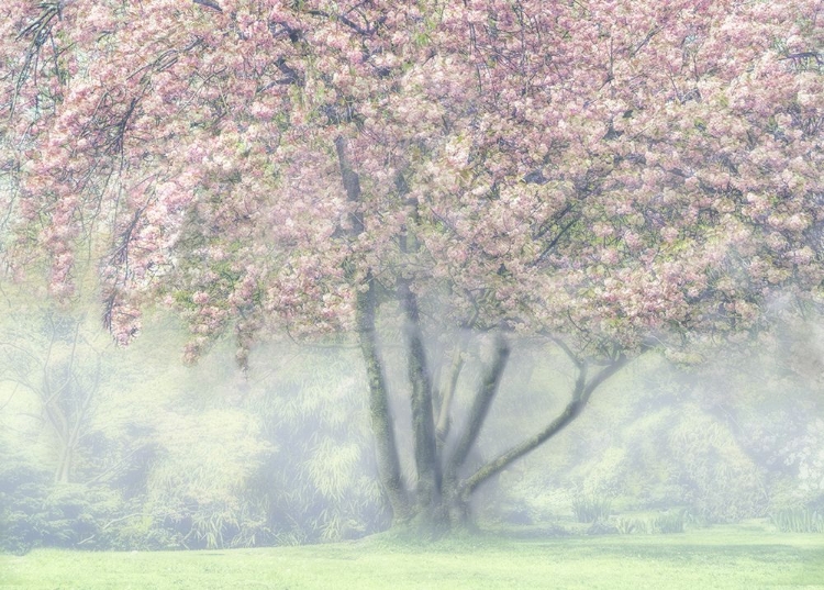 Picture of FOGGY CHERRY BLOSSOM