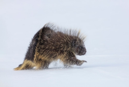 Picture of PORCUPINE IN A WINTER STORM