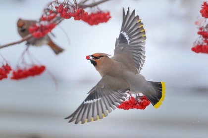 Picture of BOHEMIAN WAXWINGS