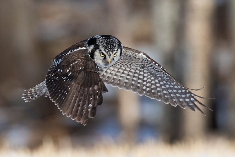 Picture of NORTHERN HAWK OWL HUNTING