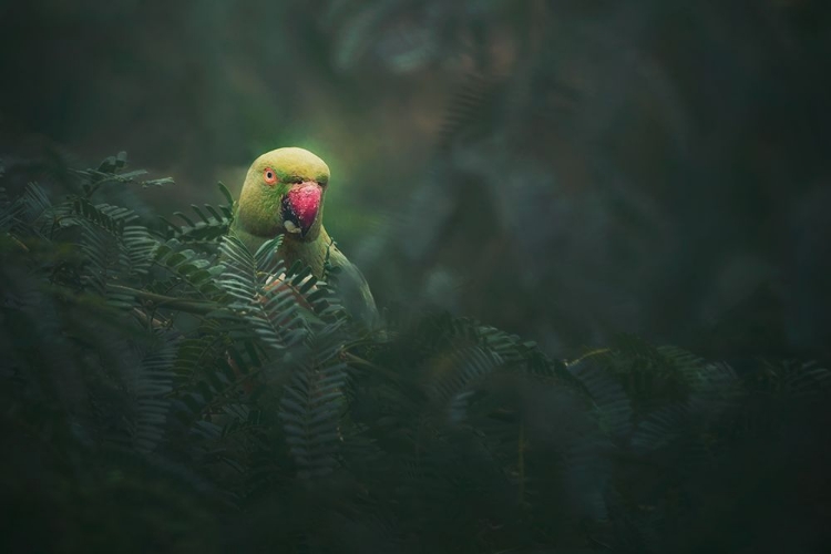 Picture of ROSE-RINGED PARAKEET