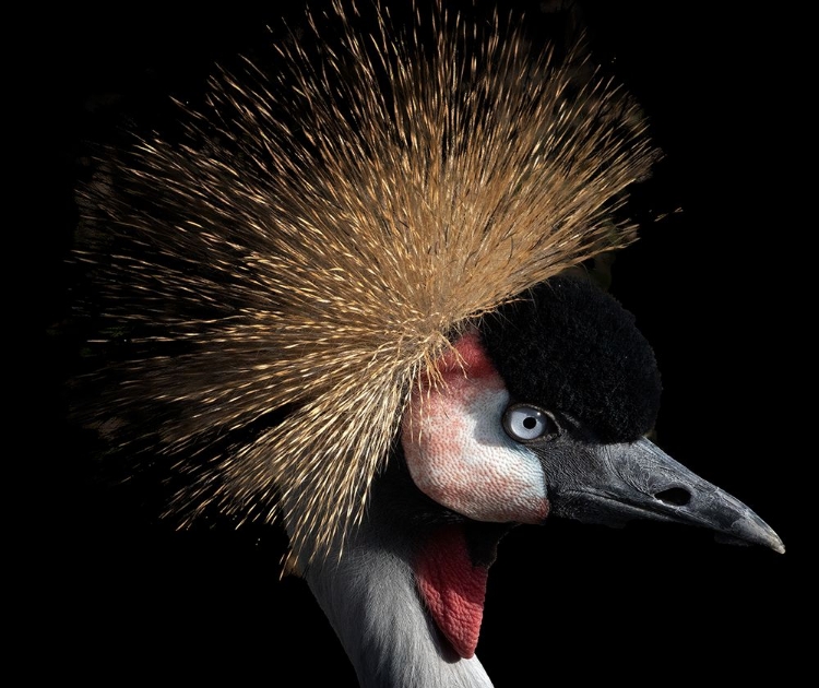 Picture of CROWNED CRANE