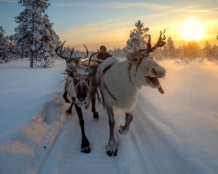 Picture of THE MORNING DRIVE TO THE HERD