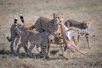 Picture of CHEETAH HUNTING